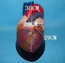Large-scale human heart Anatomical Model Medical Teaching Human specimens model free shipping 2024 - buy cheap