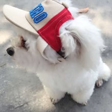 1pcs Breathable Pet Baseball Cap Dog Accessories For Small Dogs Summer Dog Hats Sun Canvas Caps Outdoor Puppy Cat Travel Pet Hat 2024 - buy cheap