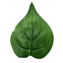 ANGRLY 30pcs Chicken Heart Leaf Green Plants Decor Flower Leave Home Decoration Leaves for Wedding Party Arch Wedding Vintage 2024 - buy cheap