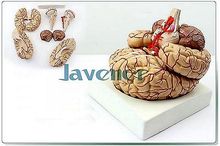 Life Size Human Anatomical Brain Artery Anatomy Medical Model Professional 2024 - buy cheap