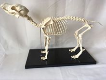 canine skeleton model Dog skeleton veterinary teaching instrument dog model 2024 - buy cheap