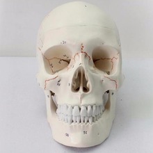 Crânio adulto humano numerado, 3 parte-qualidade médica modelo anatômico-9 "altura-removível tampa do crânio, mostra a maioria dos principais forame 2024 - compre barato