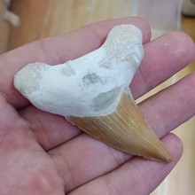 DHXYZB-fósil de tiburón Natural de gran tamaño, piedra crudo de dientes y espécimen de fósil de cristal, curación de reiki, 50-60mm 2024 - compra barato