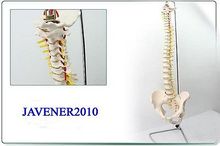 1:1 Life Size Human Anatomical Anatomy European Spine Medical Model +Stand 2024 - buy cheap
