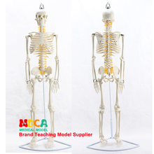 Modelo colgante de 85CM tipo humano, esqueleto del nervio espinal, Yoga médico, Fitness, modelo de hueso de aprendizaje MGG202 2024 - compra barato