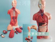 28cm human anatomical model human internal organs anatomical model medical teaching aids skeleton children's educational toys 2024 - buy cheap