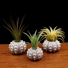 OOTDTY Air Plants Sea Urchin Tabletop Tillandsia Holder Flower Pot Miniature Gardening Decorations 2024 - buy cheap