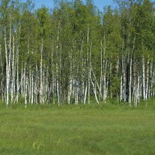 Birches Birch Forest Nature Trees Summer Outdoor photo backdrop  High quality Computer print wall background 2024 - buy cheap