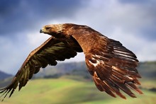 eagle flying sky bird predator poster silk fabric cloth print wall sticker Wall Decor custom print 2024 - buy cheap