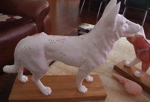 Анатомическая модель собаки, акупунктурная точка, модель животного, модель собаки 2024 - купить недорого