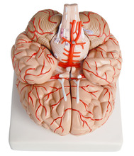 Modelo anatómico humano, modelo del cerebro, anatomía, herramienta de enseñanza médica, juguete, esculturas, Escuela de Medicina, modelo de Anatomía de la arteria 2024 - compra barato