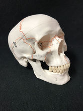 human Medical skeleton 3B Scientific Numbered Human Classic Skull Model esqueleto humano anatomi anatomy medical training 2024 - buy cheap