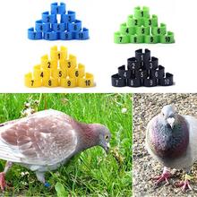 Bird Leg Ring 100Pcs Bird Poultry Parrot Chicks Plastic 1-100 Numbered Pigeon Leg Bands Rings 2024 - buy cheap