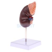 1:1 Human Removable 2 Parts Kidney with Adrenal Gland Anatomical Model 2024 - buy cheap