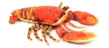 new small cute plush lobster toy simulation red lobster doll gift about 33cm 2024 - buy cheap