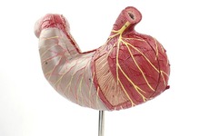 Human Digestive System Study Teaching Model Medical Science Stomach Anatomy Brand new RH 2024 - buy cheap