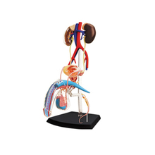 4D Male reproductive system Intelligence Assembling Toy HumanOrgan Anatomy Model Medical Teaching DIY Popular Science Appliance 2024 - buy cheap