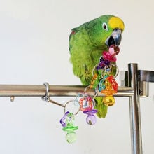 Bird Parrot Chew Toys Cockatiel Budgie Lovebird Pet Birds Toys Activities Acrylic Little Nipple Bite Toy 2024 - buy cheap