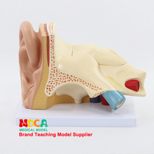 Desmontaje de 5 componentes, modelo de anatomía del oído, auditorio, ossicle, laberinto, modelo auricle, enseñanza médica, MED002 2024 - compra barato