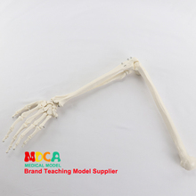 Modelo de osso de mão modelo de palma com raio de mão e úmida modelo esqueleto de umerus msg008 para ensino de medicina 2024 - compre barato