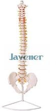 29"inch Human Anatomical Anatomy Spine Medical Model+Stand Reasonably Priced 2024 - buy cheap