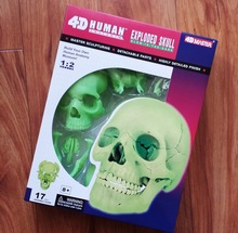 4D MASTER cráneo humano anatomía modelo montado noctilucente esqueleto de modelo médico uso envío gratis 2024 - compra barato