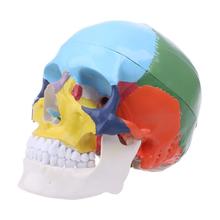 Modelo anatômico de caveira colorida, modelo de esqueleto de caveira, tamanho real com 3 partes do modelo anatômico, esqueleto de osso, anatomia humana, curso de estudo 2024 - compre barato