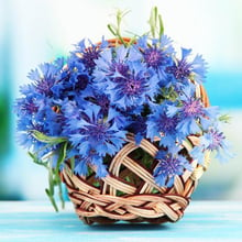 5d faça você mesmo quadrado completo broca redonda pintura de diamante azul flor de milho bordado ponto de cruz mosaico strass flores artesanato 2024 - compre barato