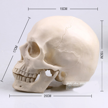 Modelo de cráneo humano, de resina blanca, tamaño real, 1: 1 2024 - compra barato
