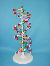 DNA Molecular Structure model Medical human samples free shipping 2024 - buy cheap
