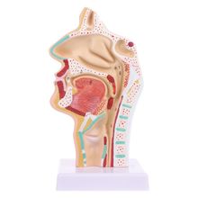 Anatómico humano cavidad Nasal la maqueta médica de anatomía especial para herramienta de enseñanza 2024 - compra barato