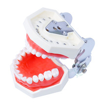 Dental Teaching Model Standard Model Removable Teeth Soft Gum Model New 2024 - buy cheap