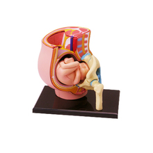 4D Gestation Intelligence Assembling Toy HumanOrgan Anatomy Model Medical Teaching DIY Popular Science Appliances 2024 - buy cheap