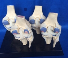 1:1 ЖИЗНЬ Размеры человека модель коленного сустава 4 этап коленного сустава болезни модель скелета череп для изучения анатомии для медицинской учебной модели 2024 - купить недорого
