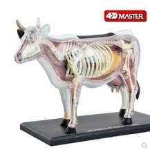4D Master cow anatomy model animal organ bone and internal organs group disassembly model teaching 2024 - buy cheap