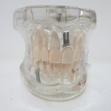 Стоматологические материалы, съемная Стоматологическая модель, Специальная декоративная клиника, персонализированные декоративные фигурки 2024 - купить недорого