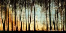 Romanticism Paintings Lanscape Golden Forest Carolyn Reynolds High quality Handpainted 2024 - buy cheap