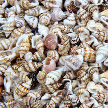 50/100Pcs 2-3cm Small Seashells Aquarium Mini Conch Micro-landscape Sea Shells Natural Crafting Shells for Craft 2024 - buy cheap