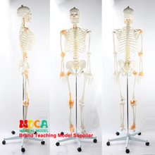 Modelo de hueso humano de 170CM, esqueleto de ligamento del nervio espinal, Yoga, enseñanza médica, MGG303 2024 - compra barato