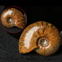 2.6-3 .5 cm/1.02- 1.38in espiral ammolite natural ammonite fóssil puro natural peças de artesanato jogado em palmas 2024 - compre barato