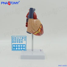 Modelo de corazón desmontable de Anatomía Humana, enseñanza médica 1:1, envío gratis 2024 - compra barato