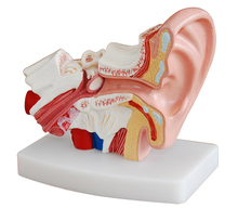 Modelo gigante de simulação de orelha, modelo de anatomia e ensino 2024 - compre barato
