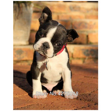 DIY Diamond Painting Cross Stitch Boston Terrier 5D Full Embroidery pet dog Square rhinestone Mosaic Home Decor YG421 2024 - buy cheap