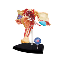 4D Female reproductive system Intelligence Assembling Toy HumanOrgan Anatomy Model Medical Teaching DIY Popular Science Applian 2024 - buy cheap