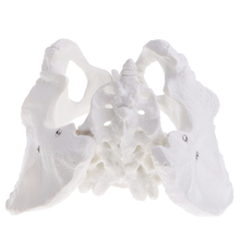 Lifesize Replica Human Female Pelvis W/ Coccyx Sacrum Pubis Skeleton Model Educative Tools Lab Equipment 2024 - buy cheap