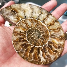 150-200g Natural Crystal AMMONITE FOSSIL slice stones Shell Specimen Reiki Healing Realistic Rock Quartz minerals Decoration 2024 - buy cheap