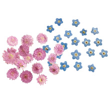 20x pressionado flores secas folhas secas para diy ofício bookmark cartões fazendo 2024 - compre barato