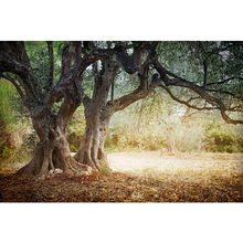 Pano de fundo para fotografia infantil, árvores antigas, plano de vinil, paisagens ao ar livre para estúdio fotográfico 2024 - compre barato