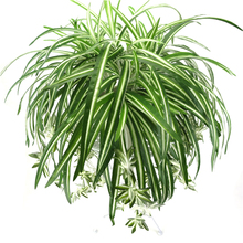 Planta Artificial colgante de Chlorophytum, plantas verdes de PVC, hojas de simulación de flor falsa, decoración de jardín y hogar, 65cm, 5 cabezas 2024 - compra barato