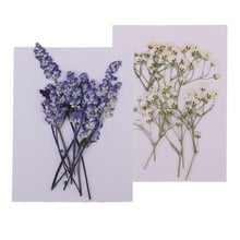 20x Pressed Dried Flowers Real Babysbreath Sage DIY Scrapbooking Arts Crafts 2024 - buy cheap